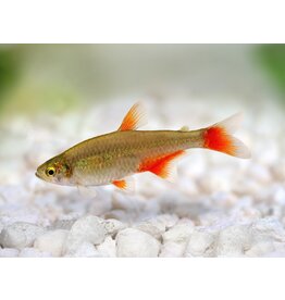 Rotflossensalmler - Aphyocharax anisitsi