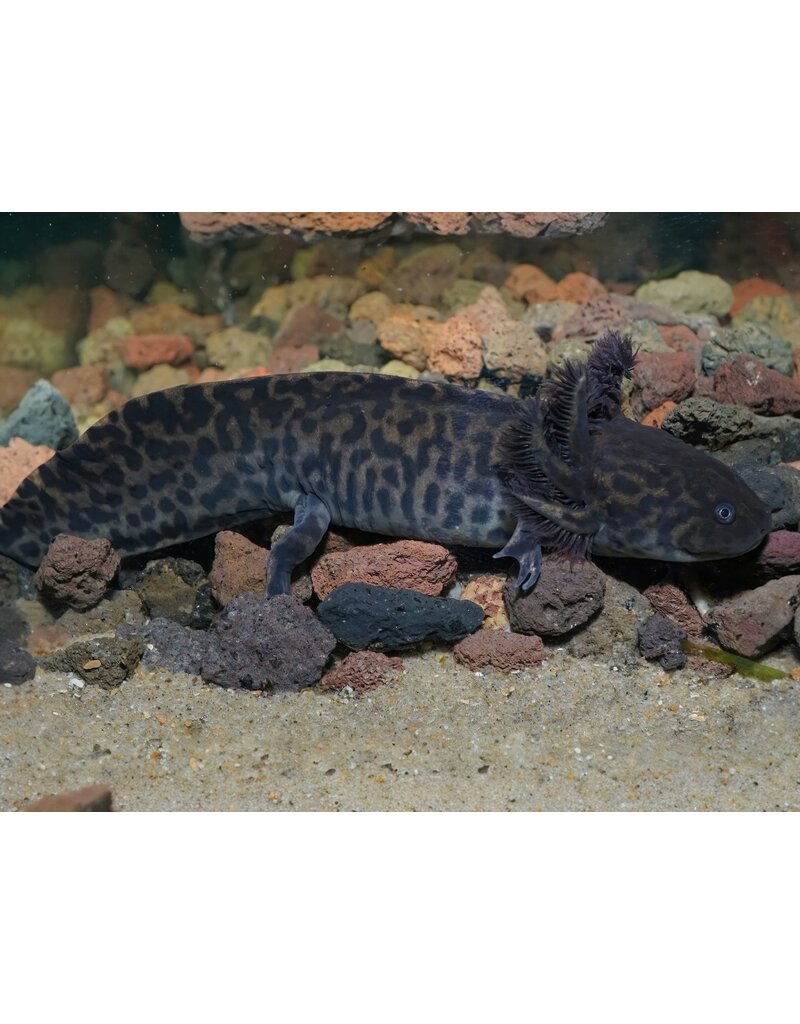 Anderson-Querzahnmolch - Ambystoma andersoni
