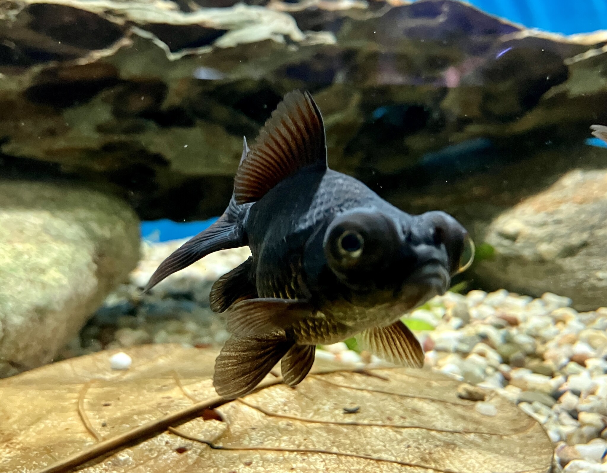 Schleierschwanz Carassius auratus "Teleskop/schwarz" kaufen im Aqua
