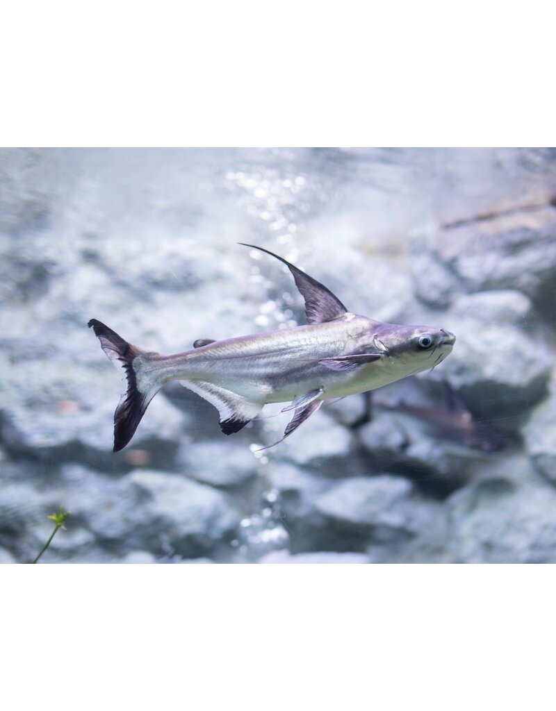 Hochflossenhailwels - Pangasius sanitwongsei