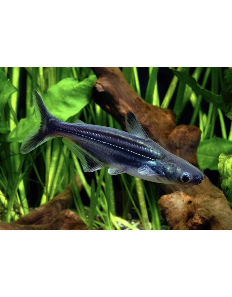 Hailwels - Pangasius sutchi
