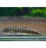 Flossensauger - Gastromyzon sp. "Bloody Mary"