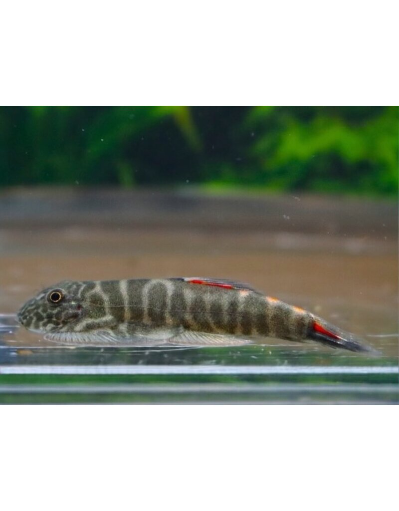 Flossensauger - Gastromyzon sp. "Bloody Mary"