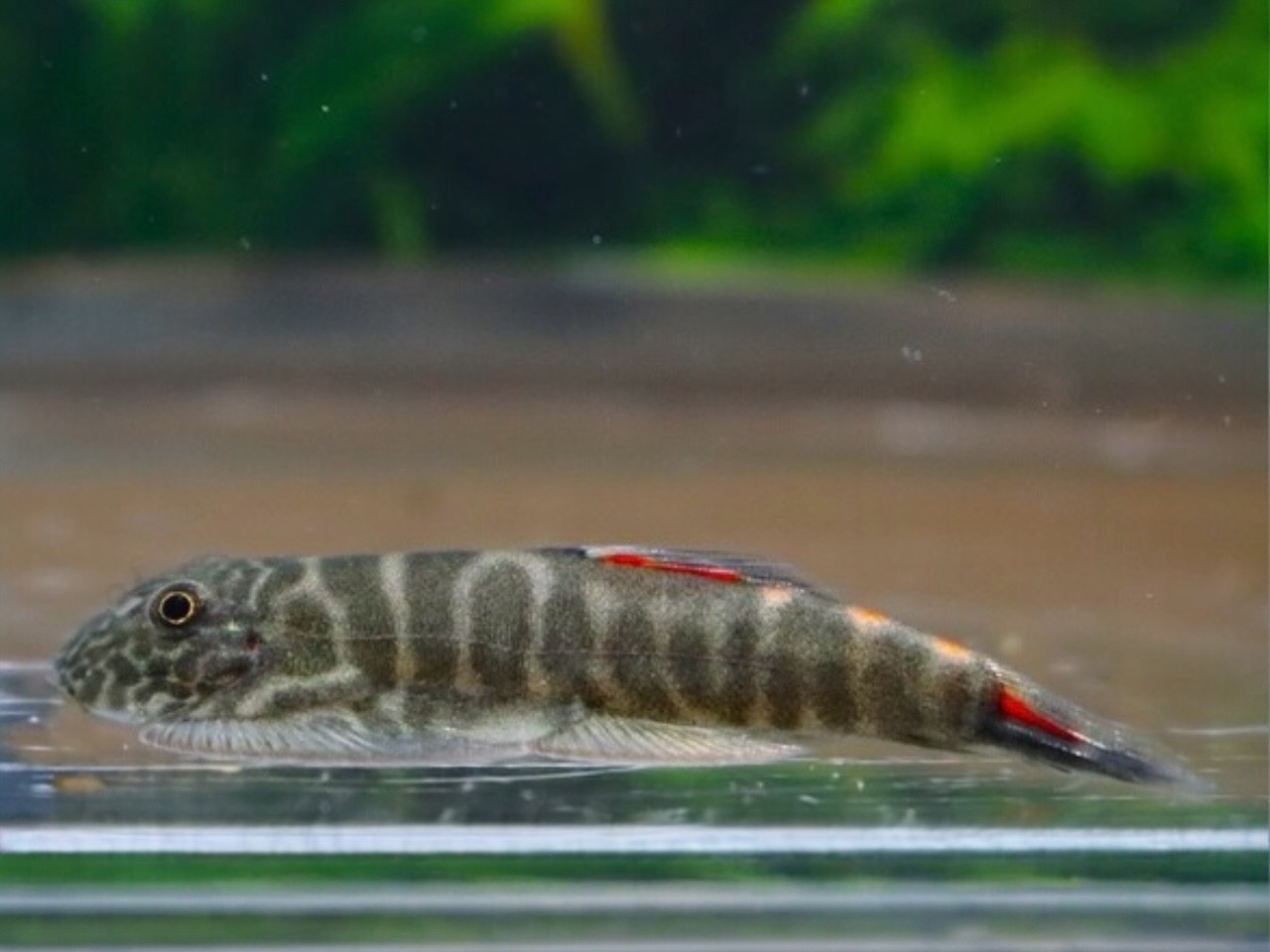 32+ Flossensauger Im Teich, Er bewegt sich kaum noch un an der.