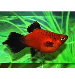 Korallenplaty - Xiphophorus maculatus "Rot wagtail Pinsel"