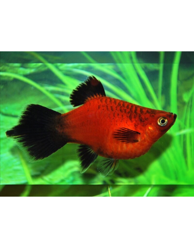Korallenplaty - Xiphophorus maculatus "Rot wagtail Pinsel"