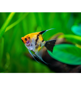 Skalar - Pterophyllum scalare "Koi"