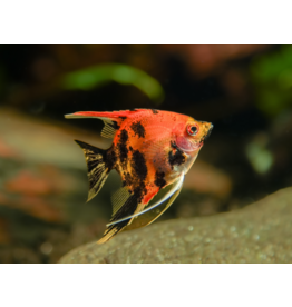 Skalar - Pterophyllum scalare "Red Devil"