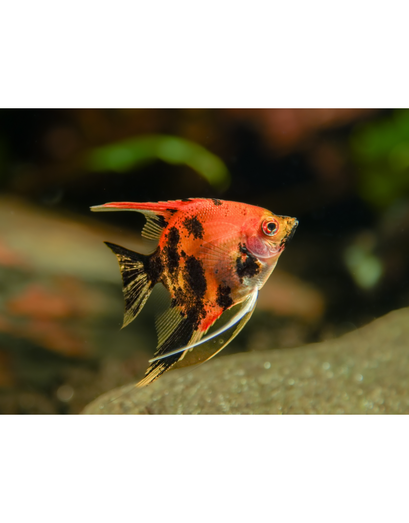 Skalar - Pterophyllum scalare "Red Devil"