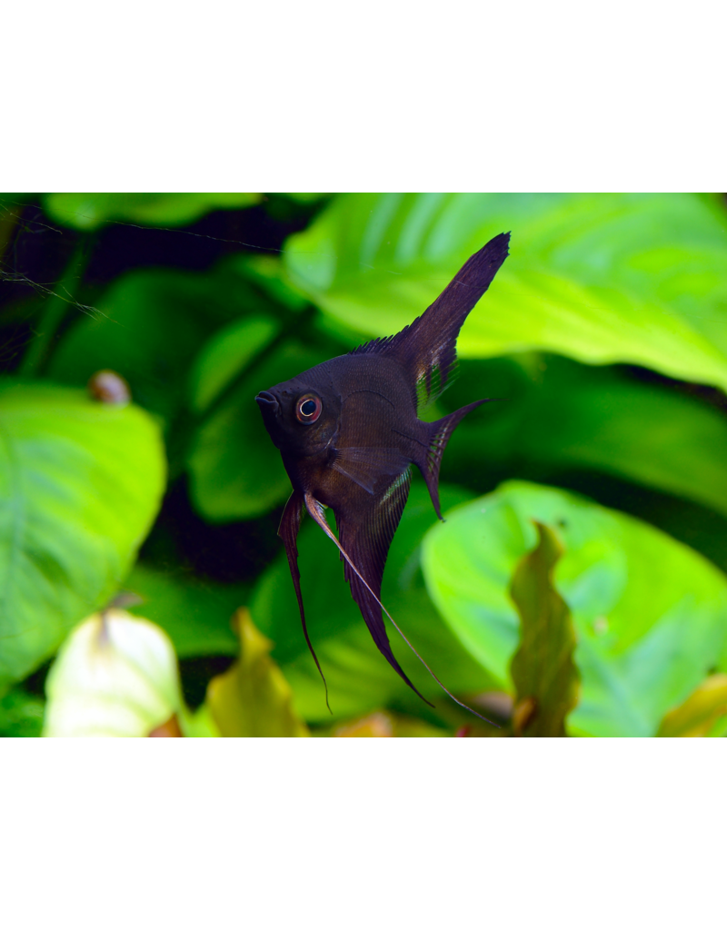 Skalar - Pterophyllum scalare "Schwarz"