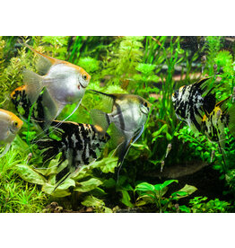 Skalar - Pterophyllum scalare "Mix"