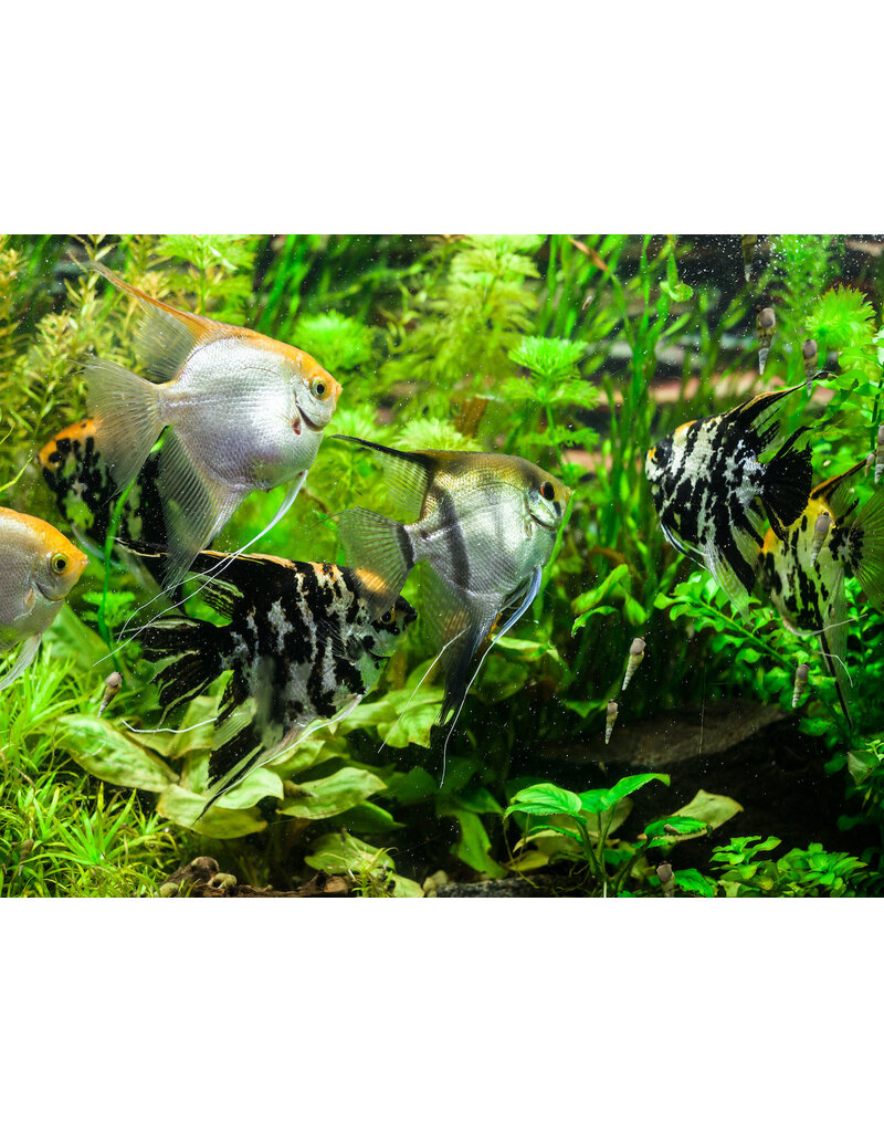 Skalar - Pterophyllum scalare "Mix"