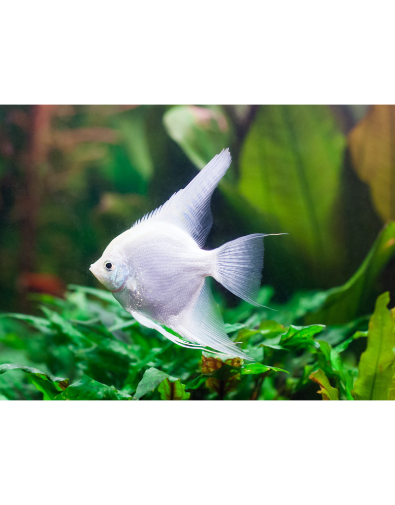 Skalar - Pterophyllum scalare "Platinum"