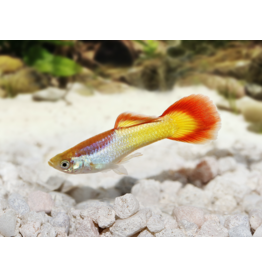 Guppy Männchen - Poecilia reticulata "Sunset"