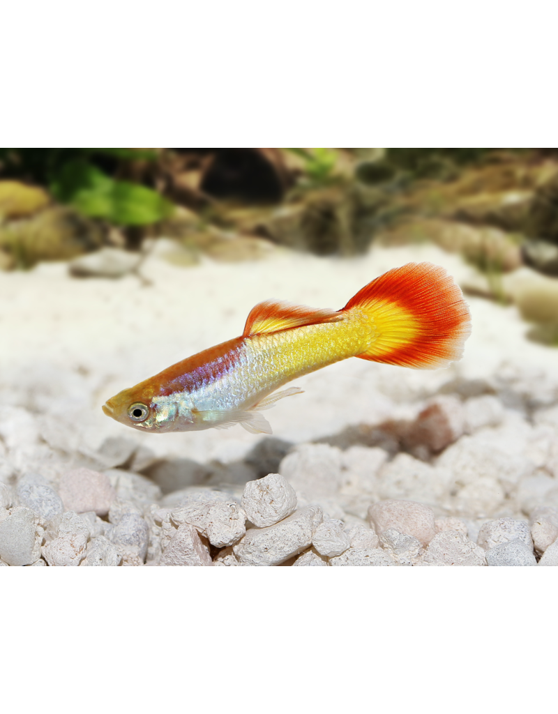 Guppy Männchen - Poecilia reticulata "Sunset"