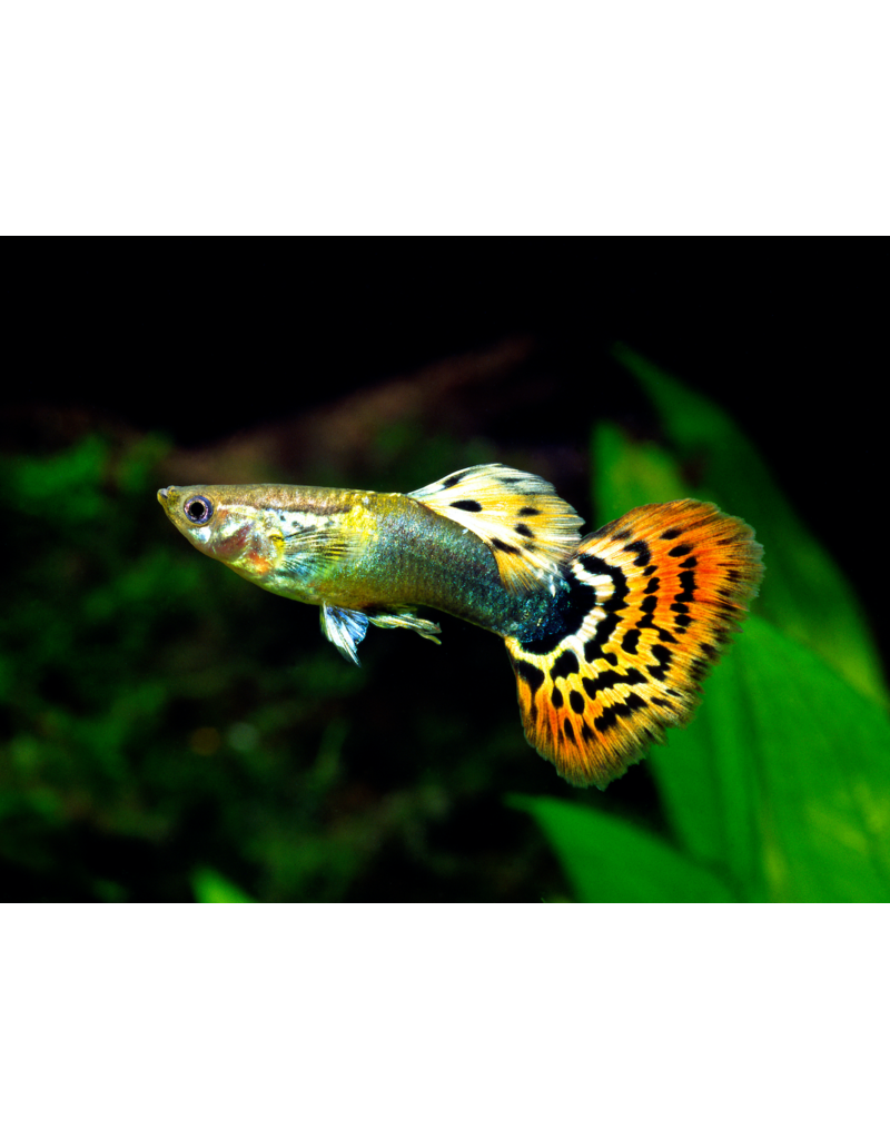 Guppy Männchen - Poecilia reticulata "Tuxedo Leopard"