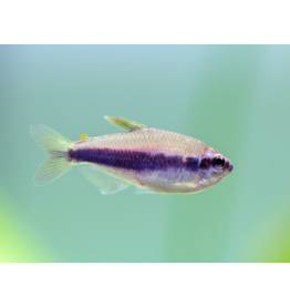 Königssalmler - Inpaichthys kerri