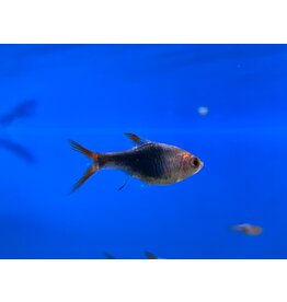 Keilfleckbärbling - Rasbora heteromorpha "schwarz"