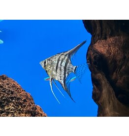 Skalar - Pterophyllum scalare "Zebra"