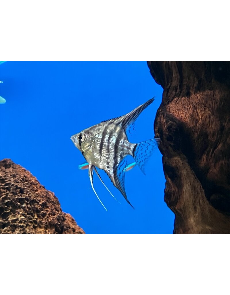 Skalar - Pterophyllum scalare "Zebra"