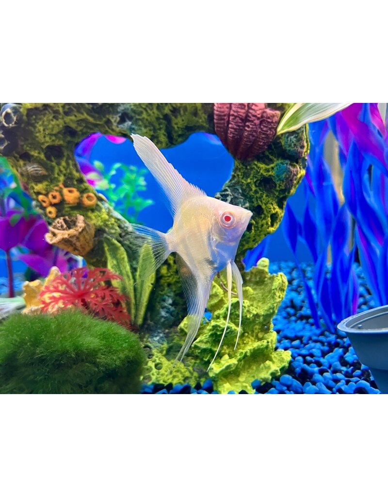 Rotrücken Skalar - Pterophyllum scalare Manacapuru  "albino"