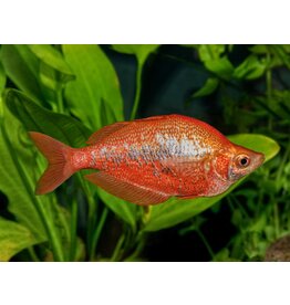 Regenbogenfisch - Glossolepis incisus "Lachsrot"