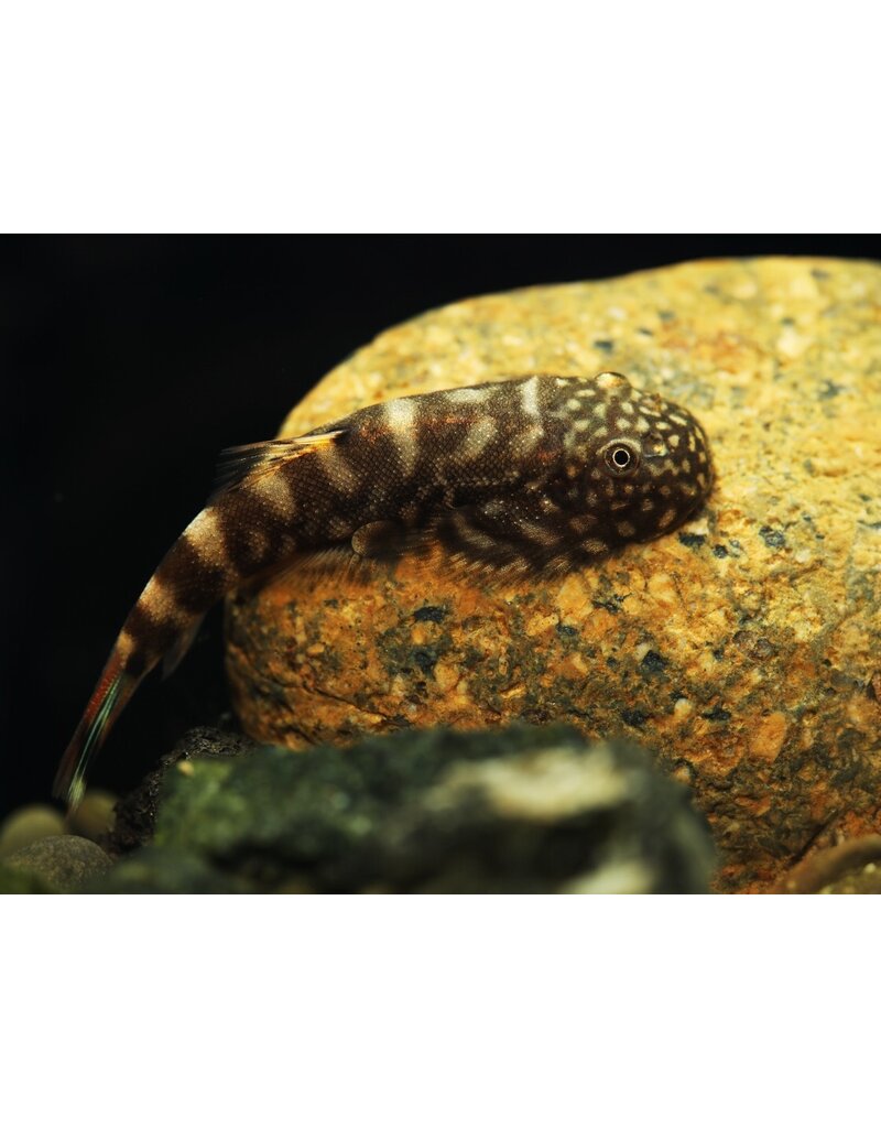 Flossensauger - Gastromyzon sp. Blue Zebra