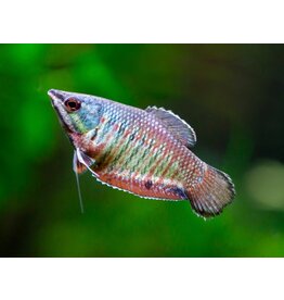 Roter Schokoladengurami - Sphaerichthys vaillanti