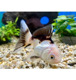 Löwenkopf "Schwarz/weiss" - Carassius auratus 8-10cm