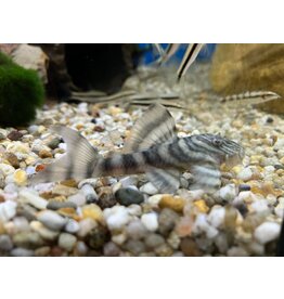 Peckoltia cf. vermiculta L200