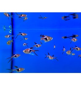 Keilfleckbärbling - Rasbora heteromorpha  "Schleier"