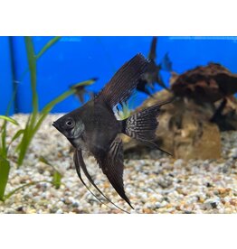 Skalar - Pterophyllum scalare "Schwarz Schleier"