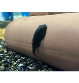 Flossensauger - Gastromyzon sp. "Bloody Mary"