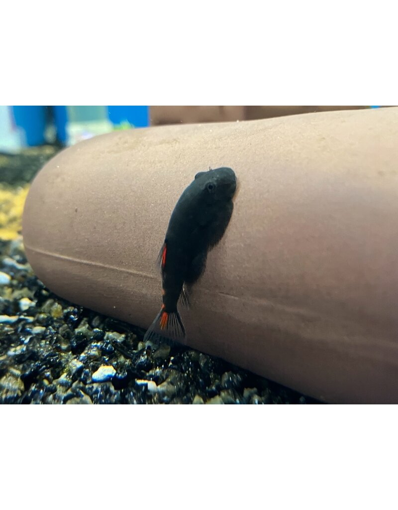 Flossensauger - Gastromyzon sp. "Bloody Mary"