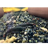 Flossensauger - Gastromyzon sp. "Bloody Mary"