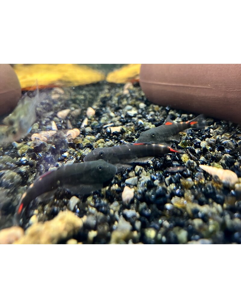 Flossensauger - Gastromyzon sp. "Bloody Mary"