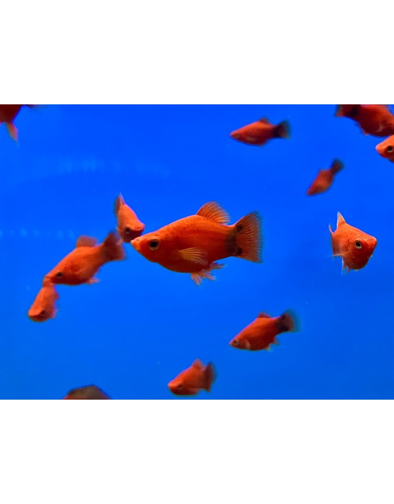 Platy - Xiphophorus maculatus "Korallenplaty Rot Mickey Mouse"