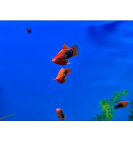 Platy - Xiphophorus maculatus "Korallenplaty Schwarz"