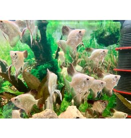 Skalar - Pterophyllum scalare "Bulgarian green“