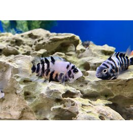 Zebrabuntbarsch - Cichlasoma nigrofasciatum „Marble“