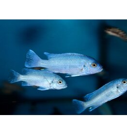 Kobaltblauer Zebrabuntbarsch - Pseudotropheus callainos