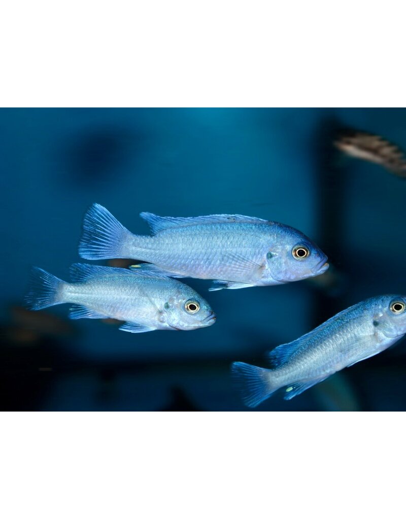 Kobaltblauer Zebrabuntbarsch - Pseudotropheus callainos