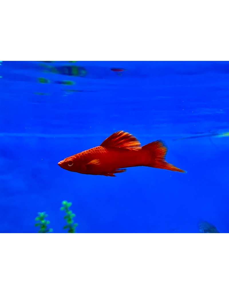 Schwertträger - Xiphophorus helleri "Rot Cauliflower“