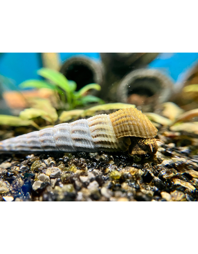 Turmdeckelschnecke - Tylomelania marwotoae „Hymalaya“