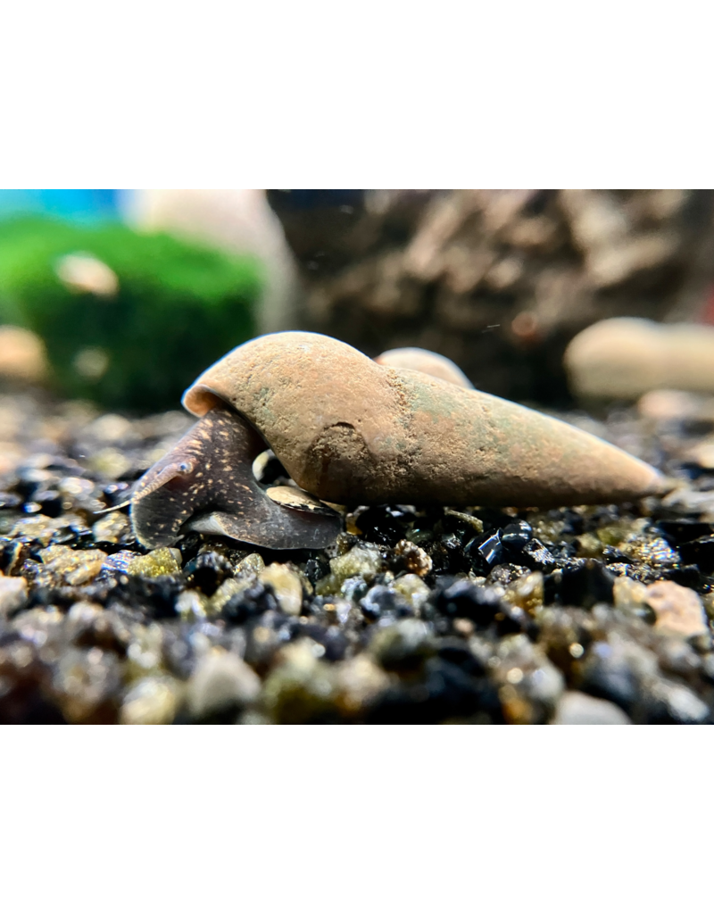 Donnerkeil Schnecke - Tylomelania towutensis