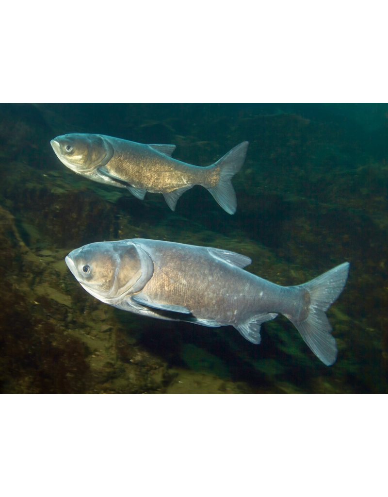 Marmorkarpfen - Hypophthalmichthys nobilis