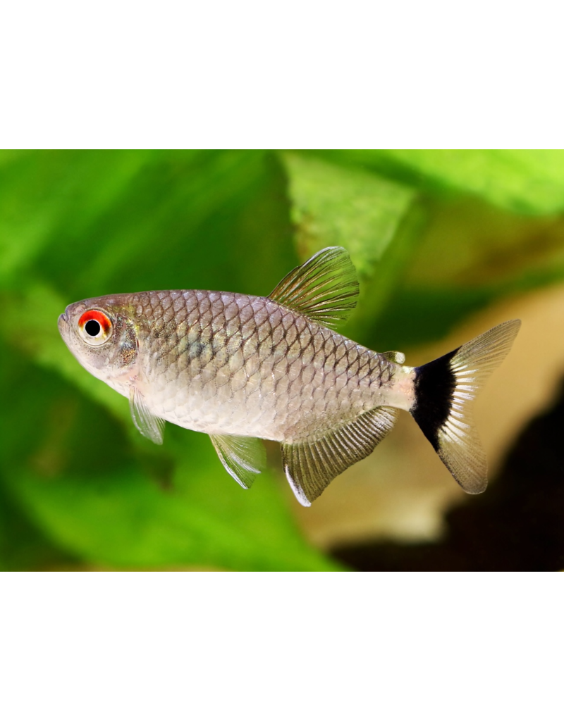 Rotaugen Moenkhausia - Moenkhausia sanctaefilomenae