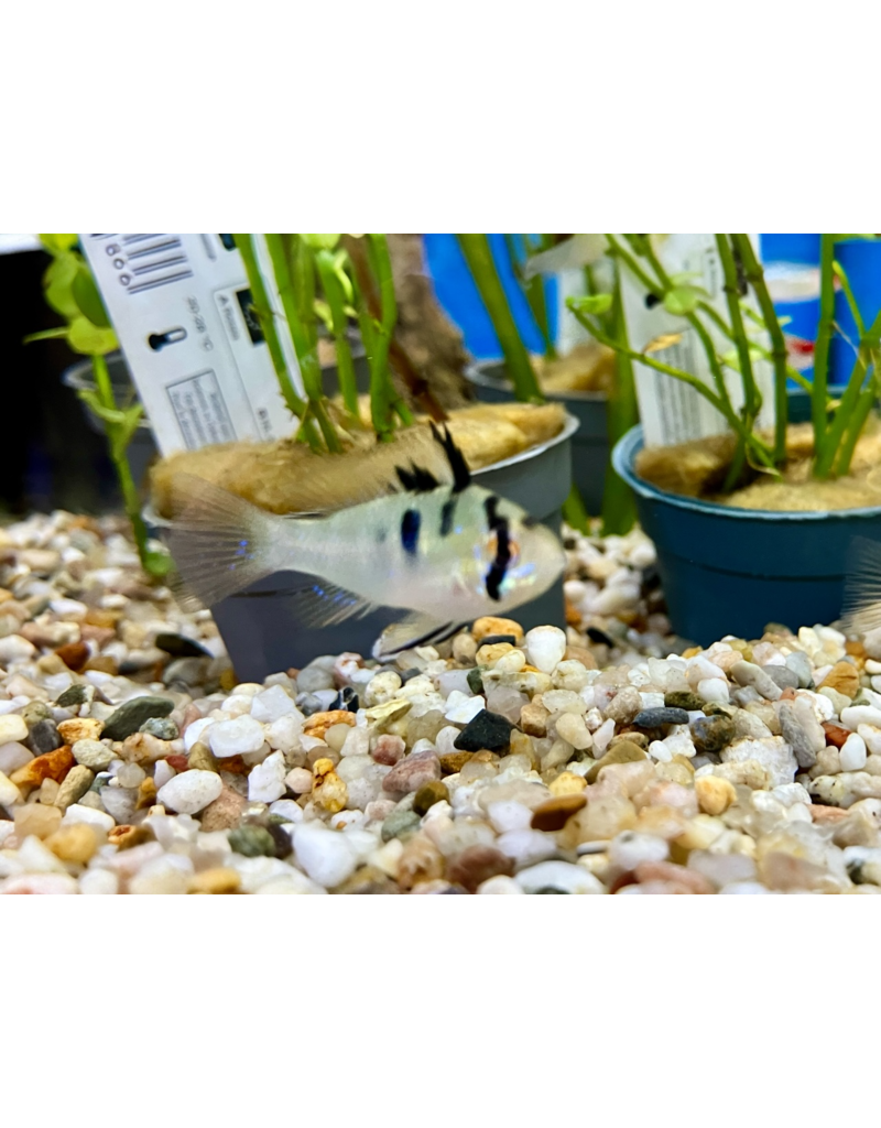 Südamerikanischer Schmetterlingsbuntbarsch - Mikrogeophagus ramirezi "German Blue"