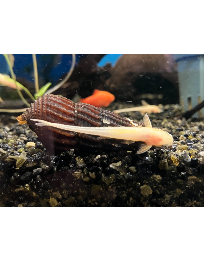 Lanzenharnischwels - Rineloricaria lanceolata "Gold albino"