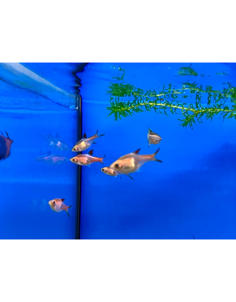 Keilfleckbärbling - Rasbora heteromorpha  "Gold"